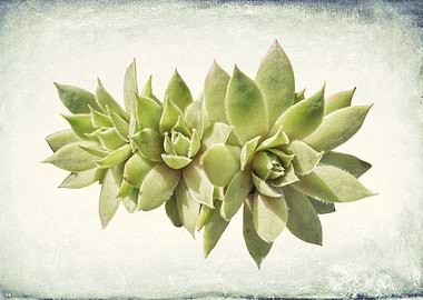 succulent plant