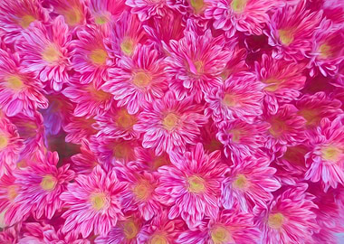 colorful daisy in bloom