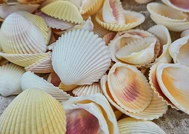 seashell beach sand and