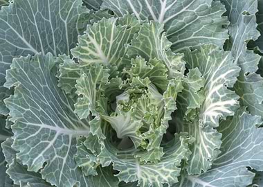 Brassica oleracea plant