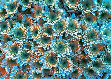 abstract daisy in bloom