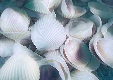 seashell beach sand and