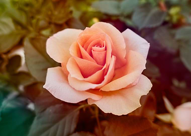 just one rose for holidays