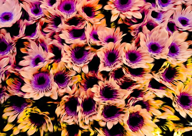 abstract daisy in bloom
