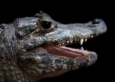 Caiman