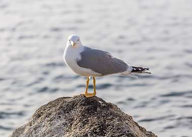 seagull resting on the roc