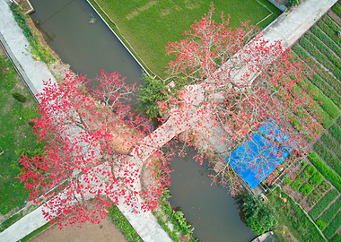 Bombax viewed from air