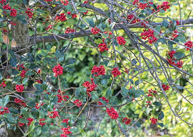 ilex aquifolium tree