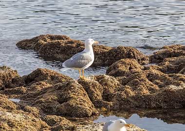 seagull resting on the roc