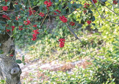 ilex aquifolium tree
