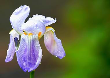 raindrops on the iris