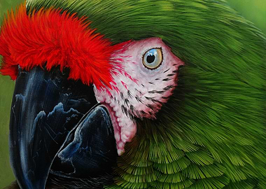 Green military macaw