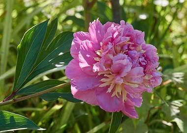 peony in the garden