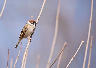 Eurasian tree sparrow