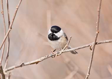 Curious chickadee closeup