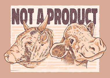 Cows Not Product Displate