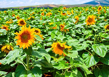 Blooming sunflower field