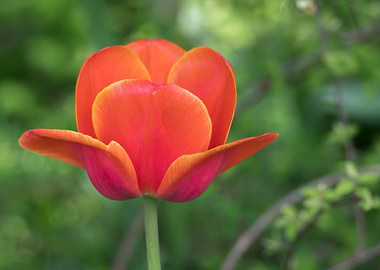 tulip in bloom