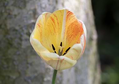 tulip in bloom