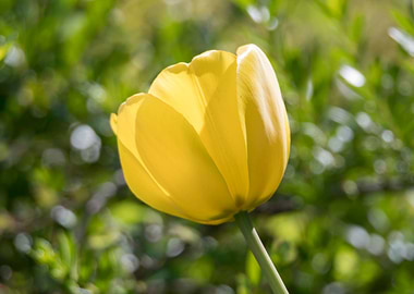 tulip in bloom