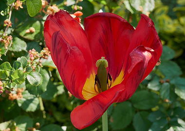 tulip in bloom