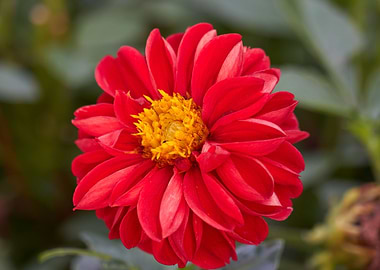 red dahlia in the garden