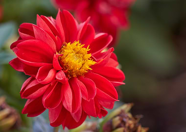 red dahlia in the garden