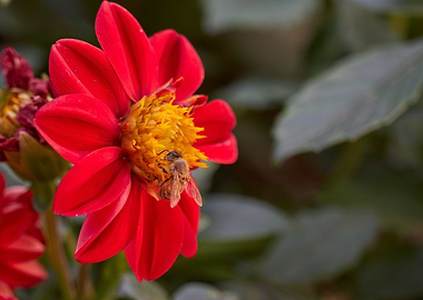 red dahlia in the garden