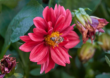 red dahlia in the garden