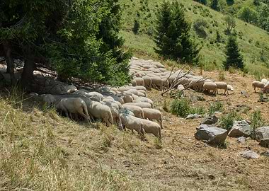 Sheep grazing on the steep