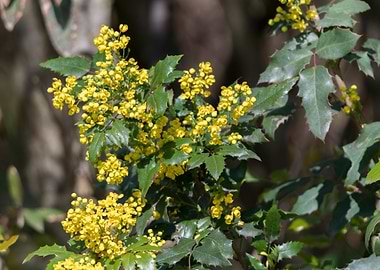yellow mahonia flower