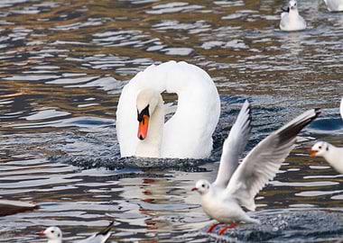 seagull and swan on lake