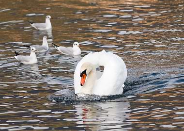 seagull and swan on lake