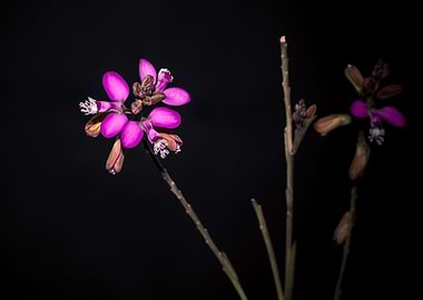 Myrtle leaf milkwart