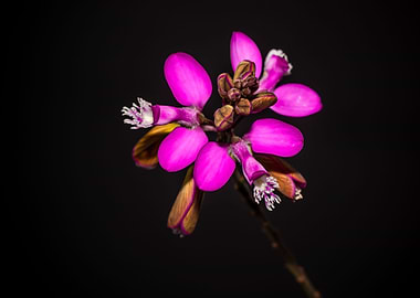 Myrtle leaf milkwart