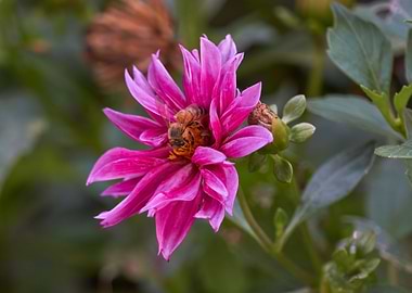 dahlia in the garden