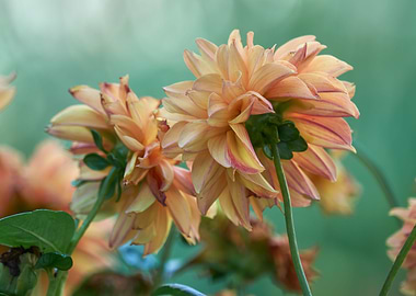 dahlia in the garden