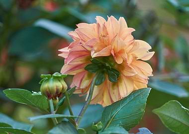 dahlia in the garden