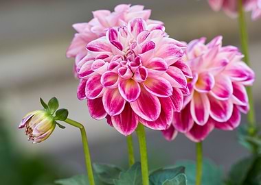 dahlia in the garden
