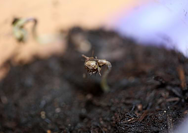 Cannabis first leaves