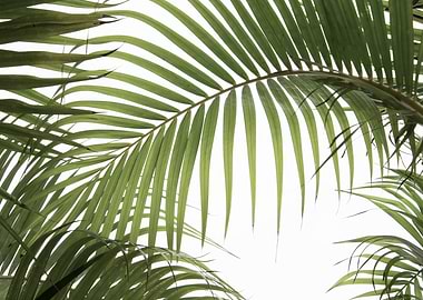 Palm Leaves 01