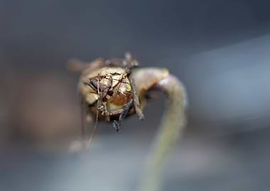Cannabis first leaves