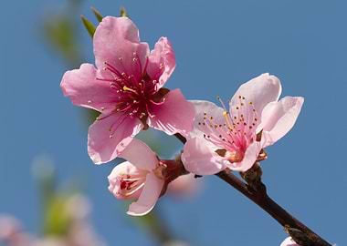 peach blossom in spring