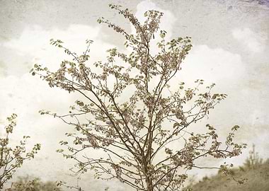 tree in spring