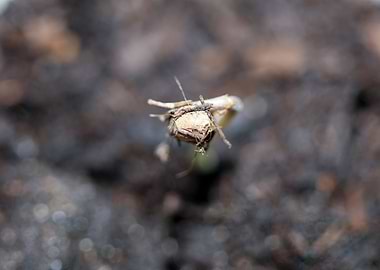 Cannabis cotyledons macro