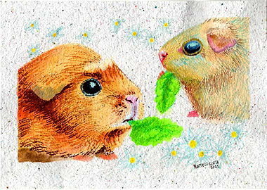 Guinea Pig cobayos