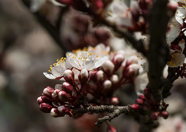 peach blossom in spring