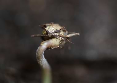 Marihuana plant cotyledons