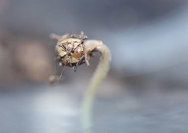 Cannabis first leaves