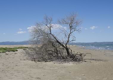 Beach Tree
